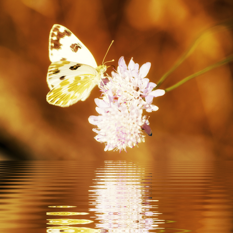 Transpersonal Psikoloji anasayfa